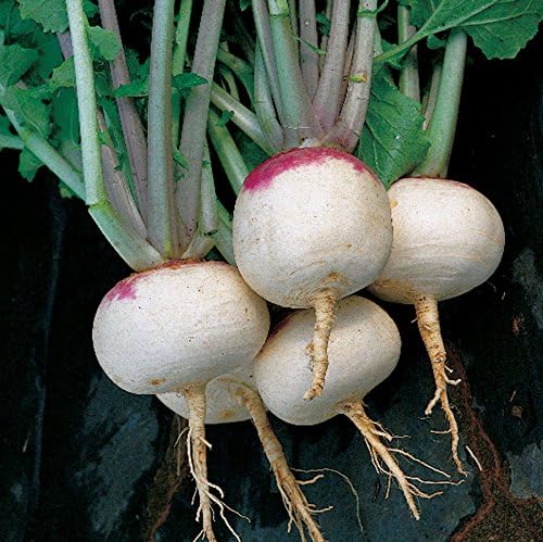 Park Seed Purple Top White Globe Turnip Seeds, Pack of 600