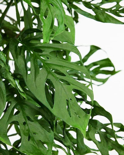 Premium Potting Mix for Olive Trees by Gardenera - 20 Quart - Promotes Strong Roots and Abundant