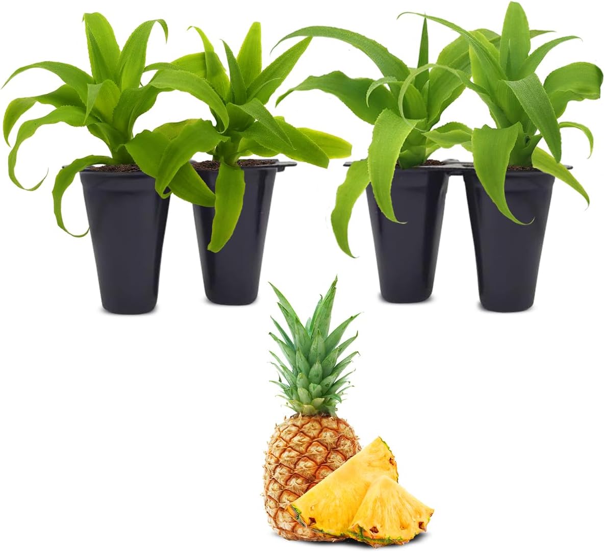 Pineapple Plant Elite Gold (4 Pack) | Easy to Grow Plants | Edible Fruit Plant for Sustainable