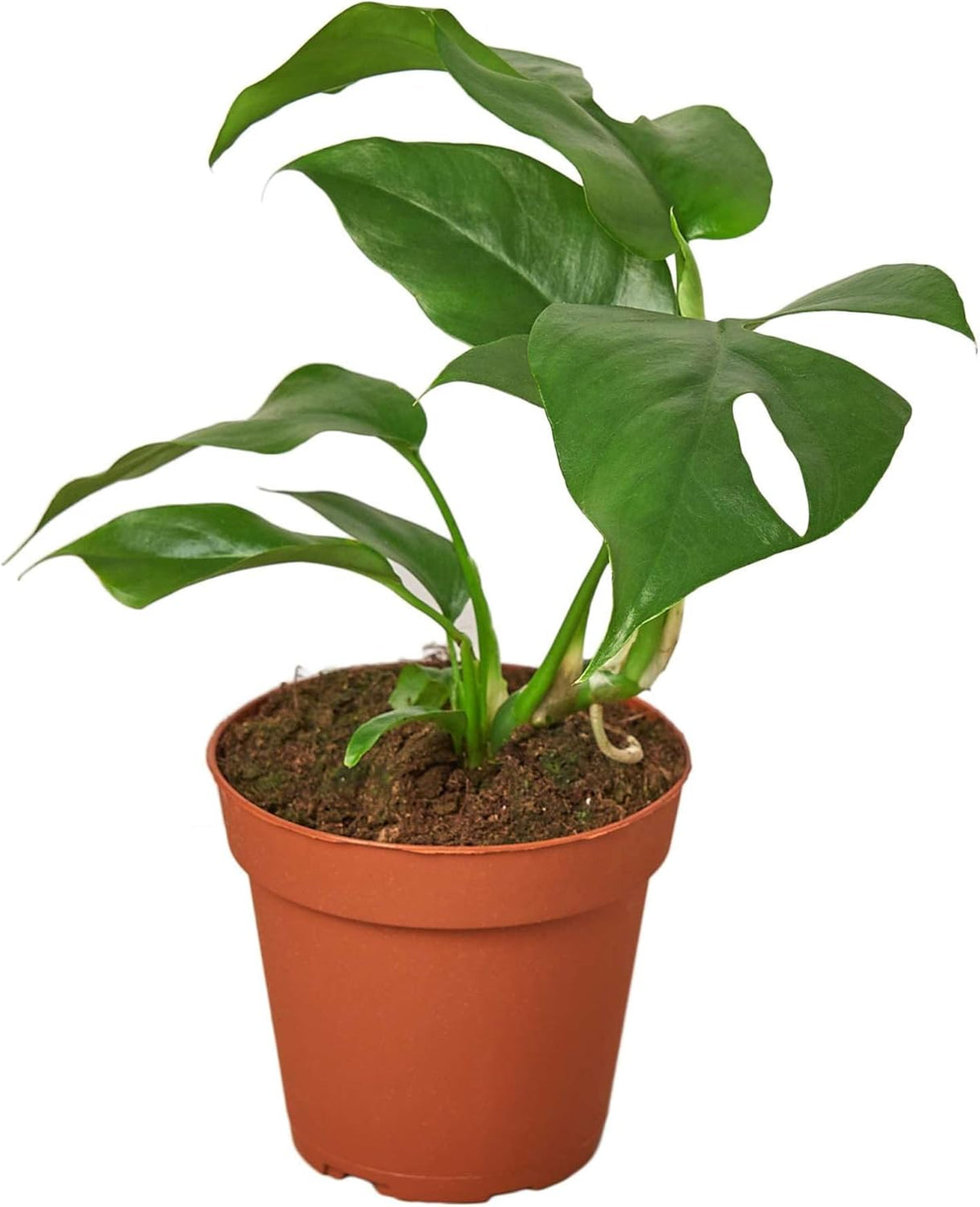 Philodendron Monstera Minima Live Plant for Indoor | Different Houseplants in 4'' & 6'' Pot | Real