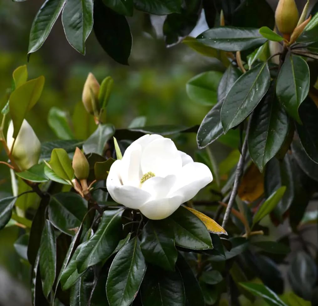 15PCS White Southern Magnolia Flower Seeds Beautiful Ornamental Landscape Tree Seeds