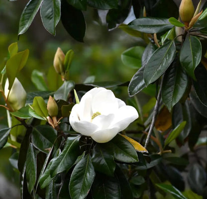 15PCS White Southern Magnolia Flower Seeds Beautiful Ornamental Landscape Tree Seeds
