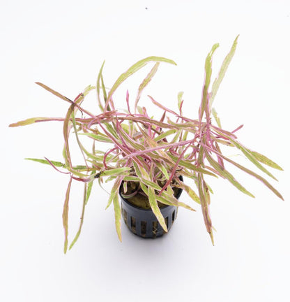 SubstrateSource Live Plants – Chai Hygrophila (Hygrophila lancea 'Chai') – Medium to High Light