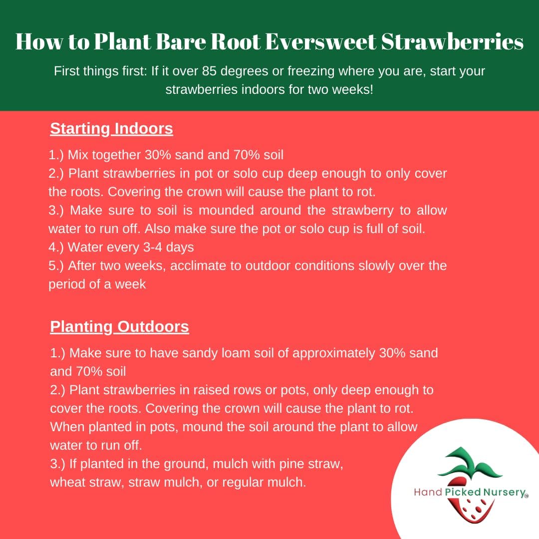 Eversweet Everbearer Strawberry Plants - Fruits Spring to Fall Even Over 90 Degrees! Bare Root
