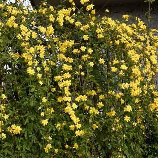 Primrose Jasmine (Jasminum Mesnyi) Live Plant - Fragrant Yellow Blooms. Japanese, Chinese, Asian.