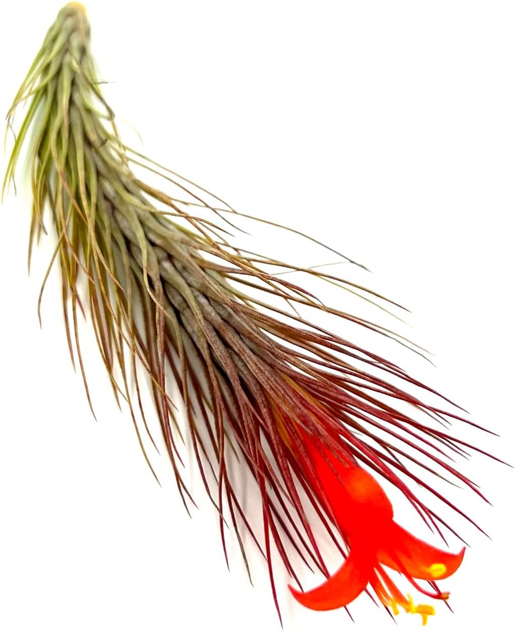 ragnaroc Air Plants - Tillandsia Funckiana Hybrid, Large 5-7" - 3ct - Live Arrival Guaranteed