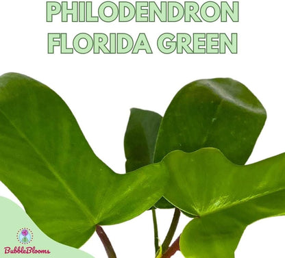 BubbleBlooms Philo Florida Green, 4 inch Philodendron Pedatum