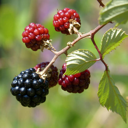 BlackBerry Plants Sweetie Pie Live for Sale (4 Pack) | Easy to Grow Plants | Edible Fruit Plant for