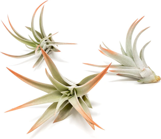 Coral Colorful Tillandsia Air Plants - Long Lasting Color Enhanced Live Tillandsia Succulent House
