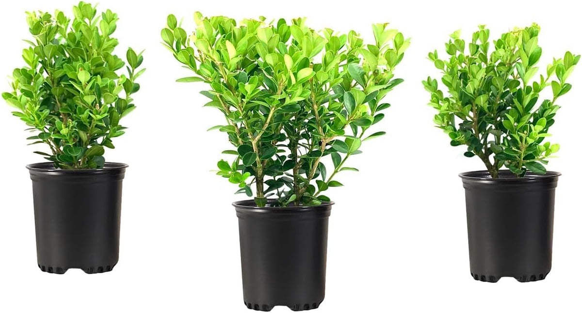 Wintergreen Boxwood | 5 Quart Size Plants | Buxus Microphylla | Evergreen Shrub, Dense Foliage