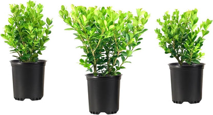 Wintergreen Boxwood | 1 Quart Size Plant | Buxus Microphylla | Evergreen Shrub, Dense Foliage