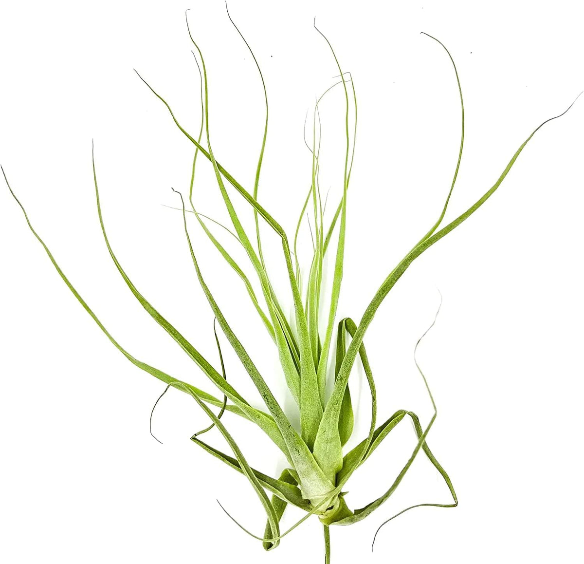 ragnaroc Air Plants - Tillandsia Straminea Jumbo 6-9" - 2ct - Live Arrival Guaranteed - House
