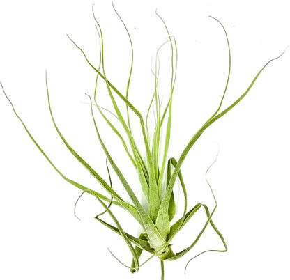 ragnaroc Air Plants - Tillandsia Straminea Jumbo 6-9" - 2ct - Live Arrival Guaranteed - House