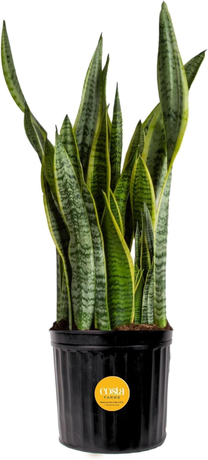 Costa Farms Snake Plant, Live Indoor and Outdoor Sansevieria Plant, Easy Care Tropical Houseplant