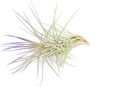 Purple Colorful Tillandsia Air Plants - Long Lasting Color Enhanced Live Tillandsia Succulent House