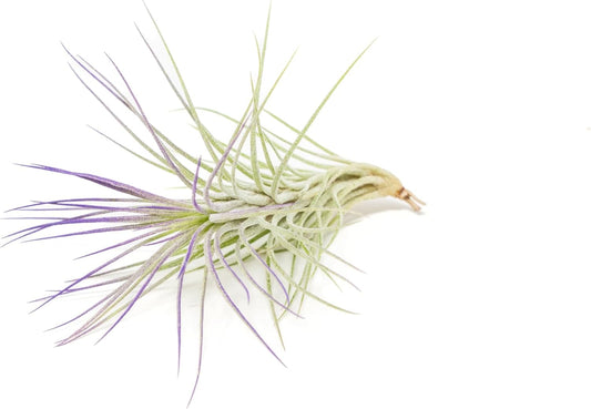 Purple Colorful Tillandsia Air Plants - Long Lasting Color Enhanced Live Tillandsia Succulent House