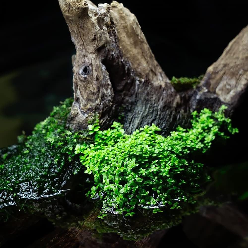 SubstrateSource Live Aquarium Stem Plants - Freshwater Aquatic Plant for Fish Tanks, Aquascaping