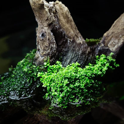 SubstrateSource Live Aquarium Stem Plants - Freshwater Aquatic Plant for Fish Tanks, Aquascaping