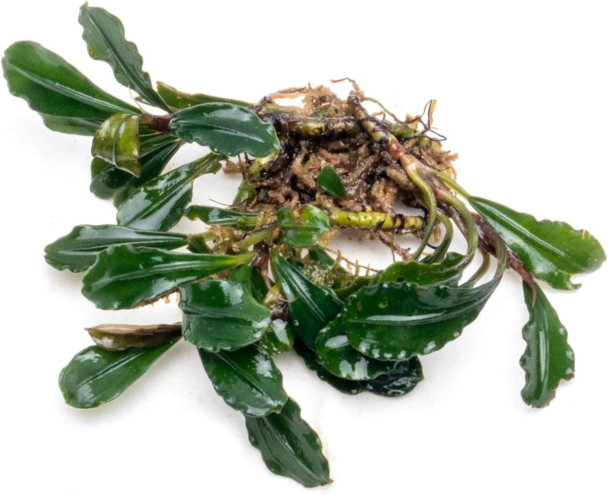 SubstrateSource Bucephalandra Arrogant Blue Live Aquarium Plant - Natural Freshwater Fish Tank