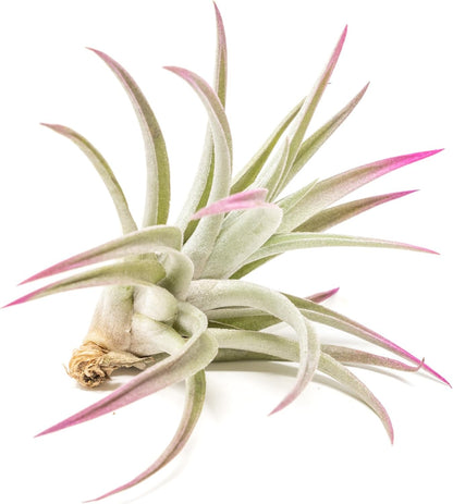 Fuchsia Colorful Tillandsia Air Plants - Long Lasting Color Enhanced Live Tillandsia Succulent