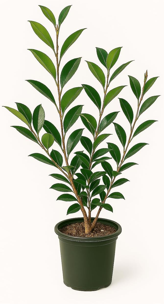 Autumn Rocket Camellia Plant, 1 Gallon, White Double Flowers, Columnar Evergreen Shrub