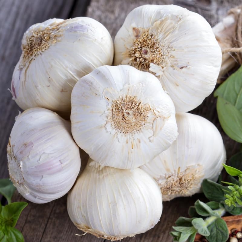 1 Pound Garlic for Planting in Fall Hardneck, 8-10 Music Garlic Bulbs for Planting, Fresh and High
