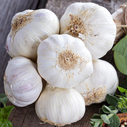 1 Pound Garlic for Planting in Fall Hardneck, 8-10 Music Garlic Bulbs for Planting, Fresh and High