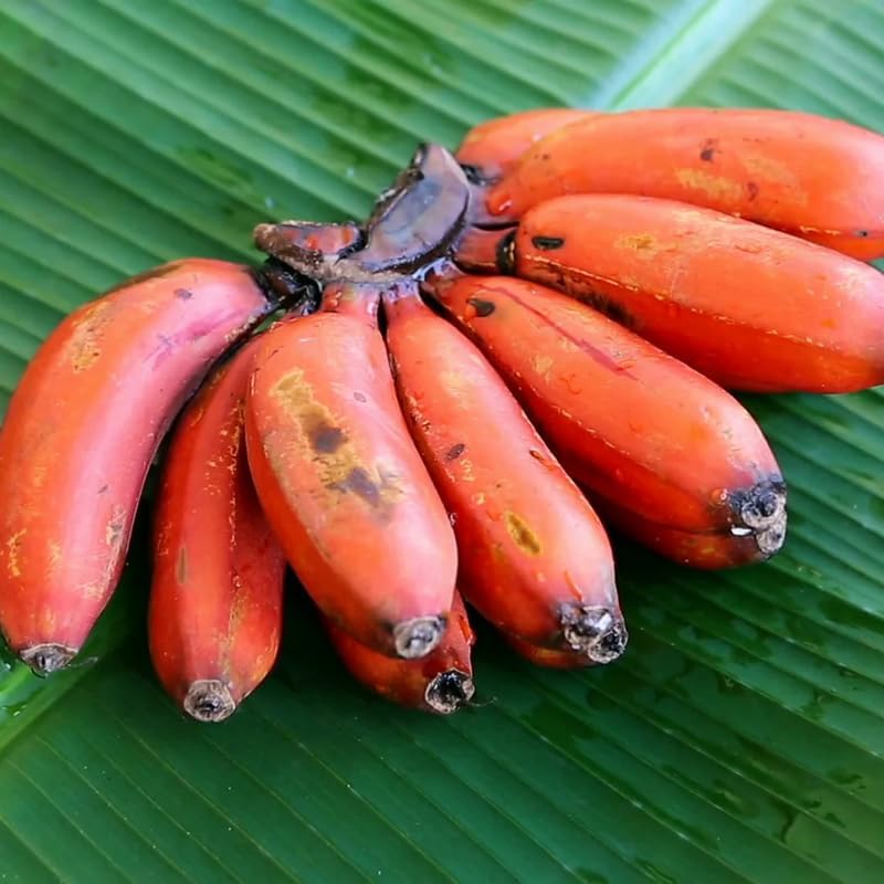 Red Banana Plant Live, 4-6" Tall Well-Rooted for Indoor Tropical Displays, Cold Hardy Banana Fruit
