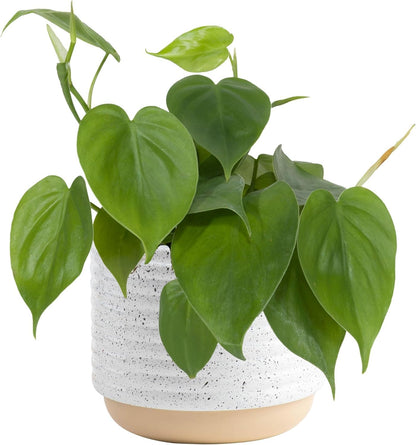 Costa Farms Philodendron Live Plant, Grower's Choice Indoor House Plant, Easy to Grow Vining