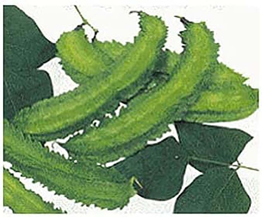 Winged Bean Seeds - Almost All Parts of The Plant are Edible. Once Considered The Food That Could