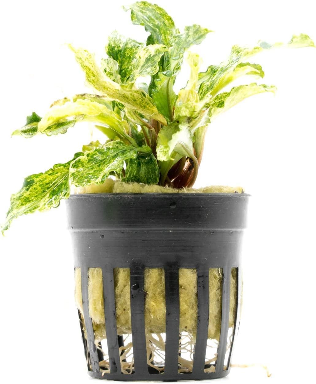 SubstrateSource Bucephalandra Variegated Green Wavy Marble Potted Live Aquarium Plant - Natural