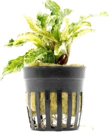 SubstrateSource Bucephalandra Variegated Green Wavy Marble Potted Live Aquarium Plant - Natural