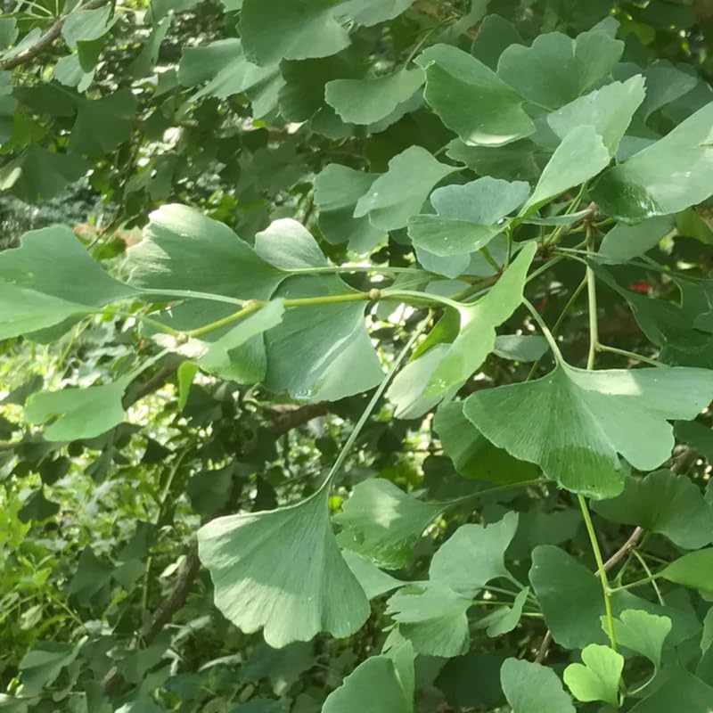 Ginkgo Tree Live Plant in Quart Pot, Well Rooted Ginkgo Tree Plant Live, Ready to Grow, 1-2 Year