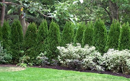 Two Pack of Emerald Arborvitae - 2 Live Plants Shipped 1 to 2 Feet Tall by DAS Farms (No California)