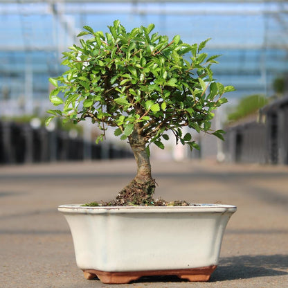Brussel's Bonsai Live Chinese Elm Bonsai Tree, Outdoor - Small, 5 Years Old, 6 to 8 inches Tall