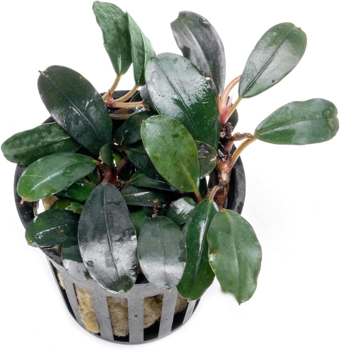 SubstrateSource Bucephalandra Kedagang Round Potted Live Aquarium Plant - Natural Freshwater Fish