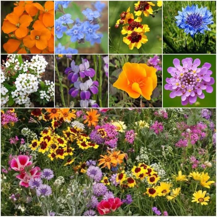 Seed Needs Low Growing Wildflower Flower Seeds for Planting | 2 Packs (1 Ounce Each) Mixture/Blend