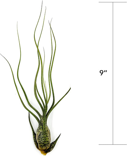 ragnaroc Live Air Plants - Tillandsia Butzii, Jumbo 7-9" - 2ct - Live Arrival Guaranteed - House