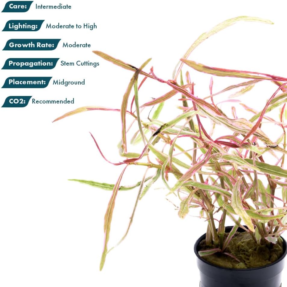 SubstrateSource Live Plants – Chai Hygrophila (Hygrophila lancea 'Chai') – Medium to High Light