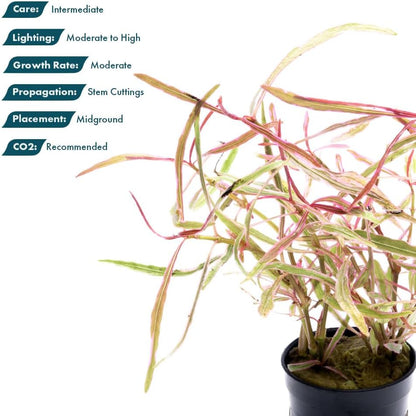 SubstrateSource Live Plants – Chai Hygrophila (Hygrophila lancea 'Chai') – Medium to High Light