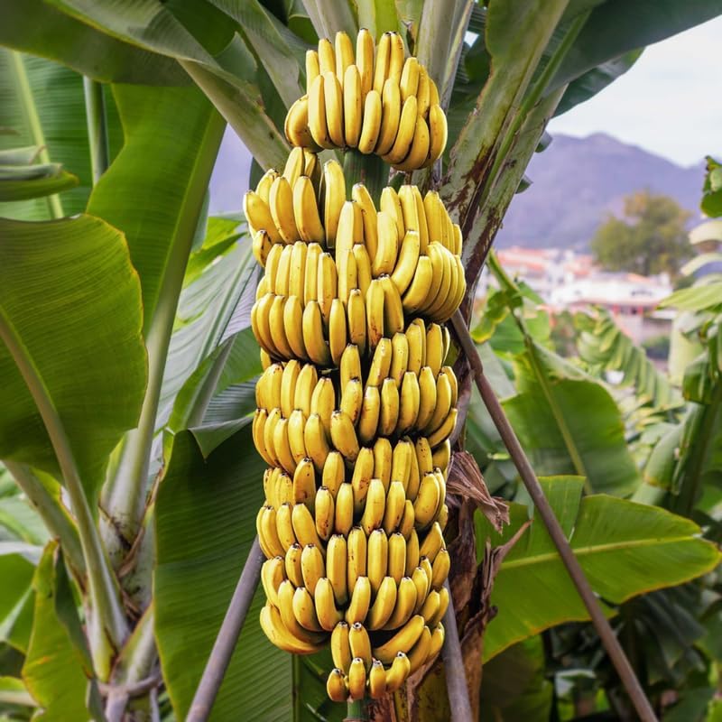 Dwarf Cavendish Banana Plant in 3 Gallon, 2-3 Ft Tall Banana Trees Live Plants for Outdoors Garden