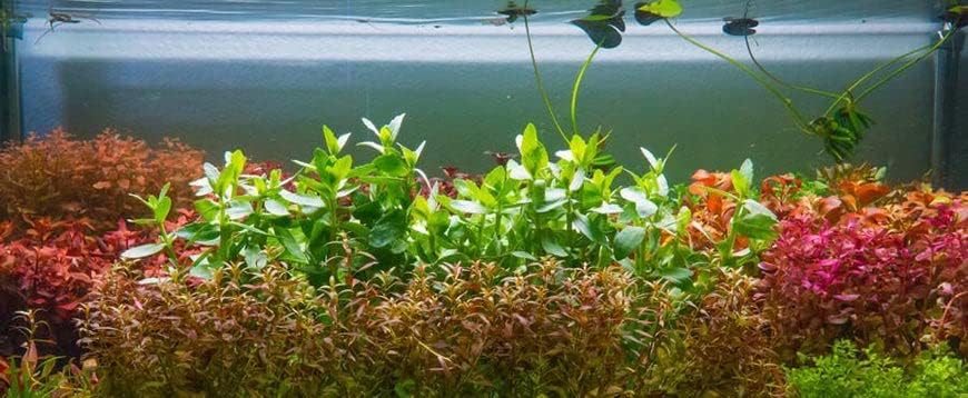SubstrateSource Live Aquarium Stem Plants - Freshwater Aquatic Plant for Fish Tanks, Aquascaping
