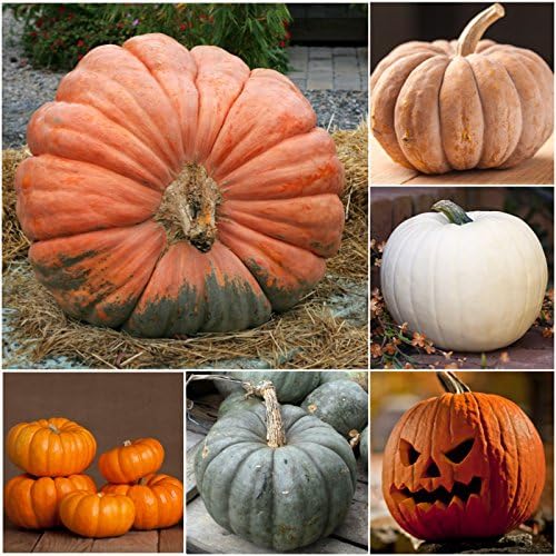 Seed Needs Pumpkin Seeds Specialty Spooky Blend 10+ Varieties | Lumina White, Baby Boo, Blue