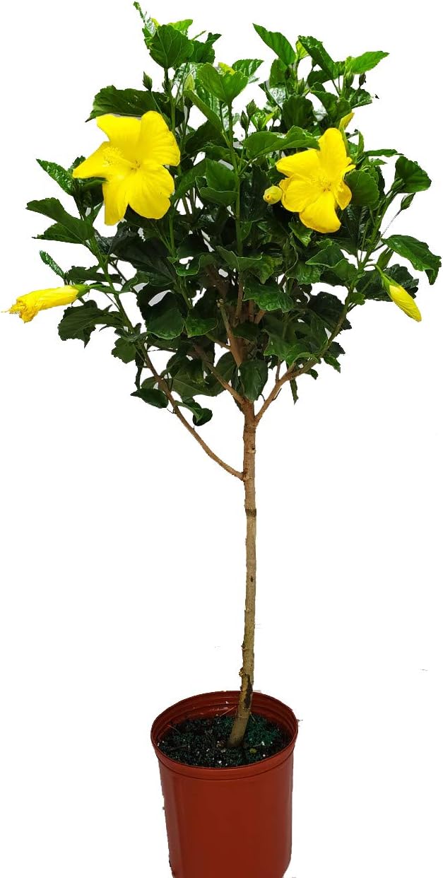 Hibiscus Tree - Yellow Ft. Myers - Overall Height 38" to 44" - Tropical Plants of Florida (Plant