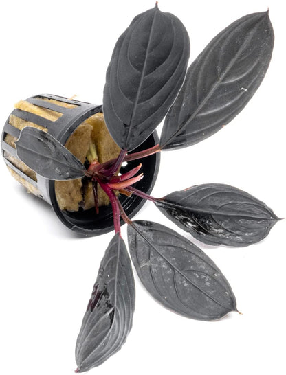 SubstrateSource Bucephalandra Dark Skeleton King Potted Live Aquarium Plant - Natural Freshwater