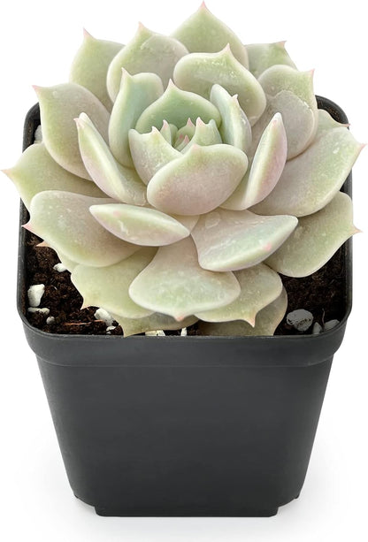 Sprout N Green 2in Echeveria Lola, 1 Pack Live Mini Succulent Plant Fully Rooted in Pot, Real House