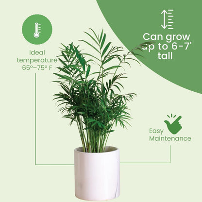 American Plant Exchange Live Areca Palm – 10-Inch Pot – Tropical Indoor Houseplant with Lush