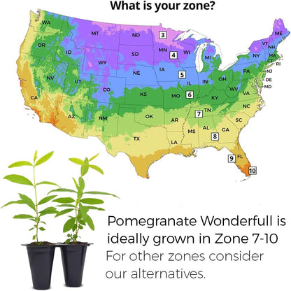 Pomegranate Wonderful Live for Sale (4 Pack) | Easy to Grow Plants | Edible Fruit Plant for