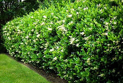 Curled Leaf Privet | 10 Live Quart Size Plants | Ligustrum Japonicum Recurvifolium, Evergreen