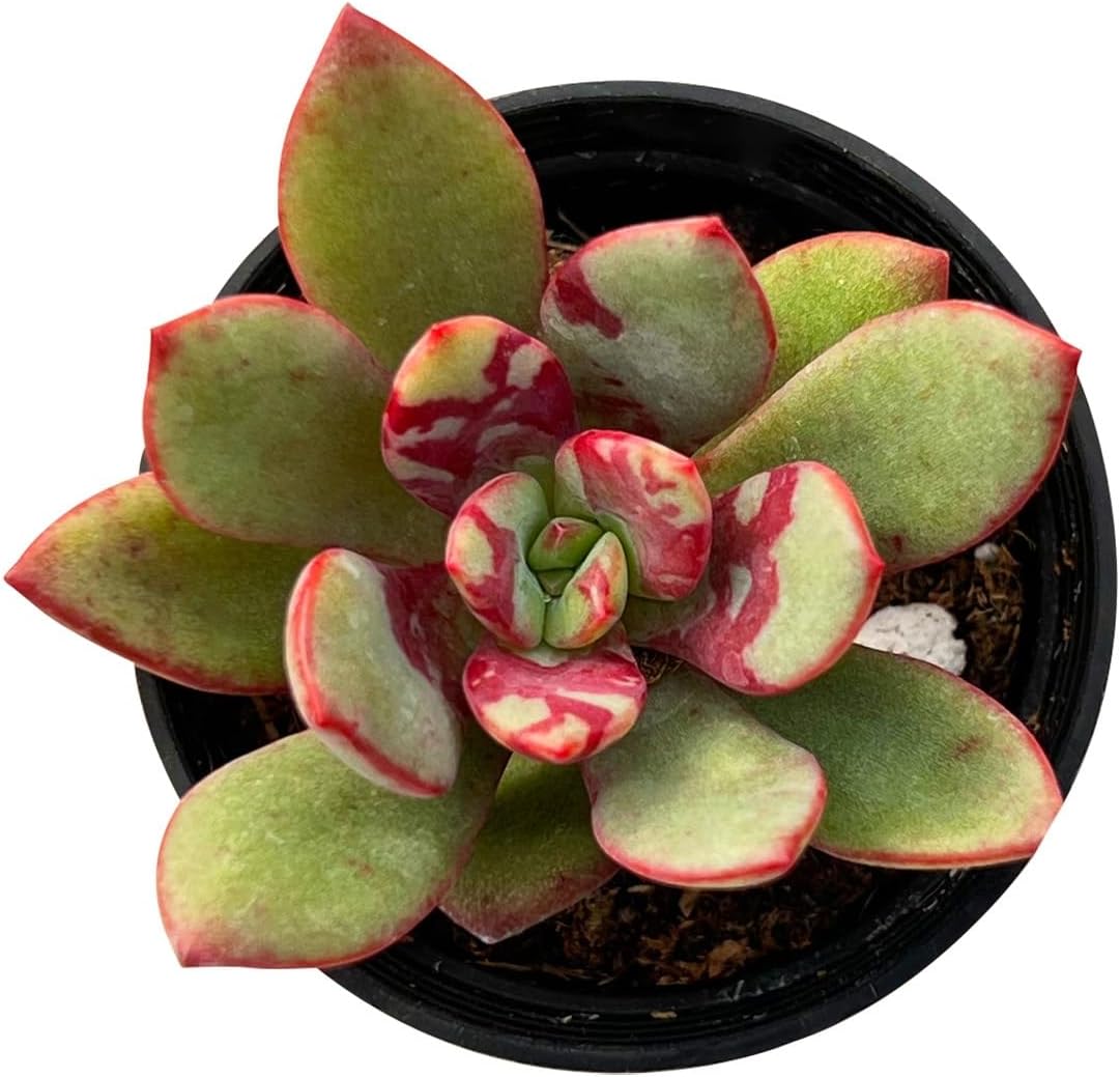 Sprout N Green Echeveria Huadan in 2 inch Starter Pot, Rare Live Succulent Plant Fully Rooted with
